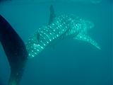 Djibouti - Whale Shark - 21